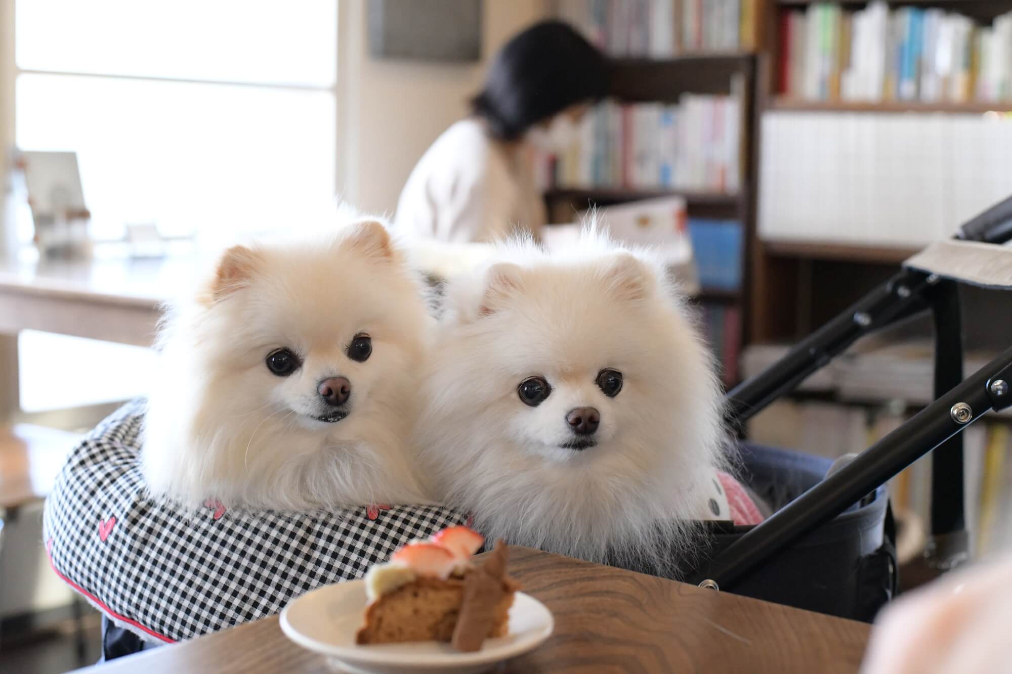 大分県の素敵なドッグカフェで愛犬とのお出かけを楽しもう！